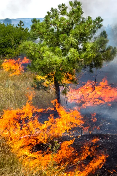 Severe Drought Forest Fires Dry Wind Completely Destroy Forest Steppe — Stock Photo, Image