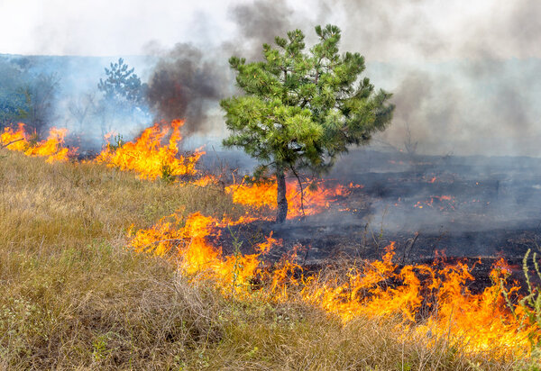 Сильная засуха. Лесные пожары на сухом ветру полностью уничтожают лес и степь. Катастрофа для Украины наносит регулярный ущерб природе и экономике региона
.