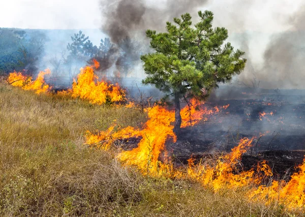 Seca Severa Incêndios Florestais Vento Seco Destroem Completamente Floresta Estepe — Fotografia de Stock