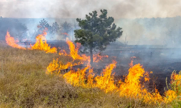 Schwere Dürre Waldbrände Trockenen Wind Zerstören Wald Und Steppe Vollständig — Stockfoto