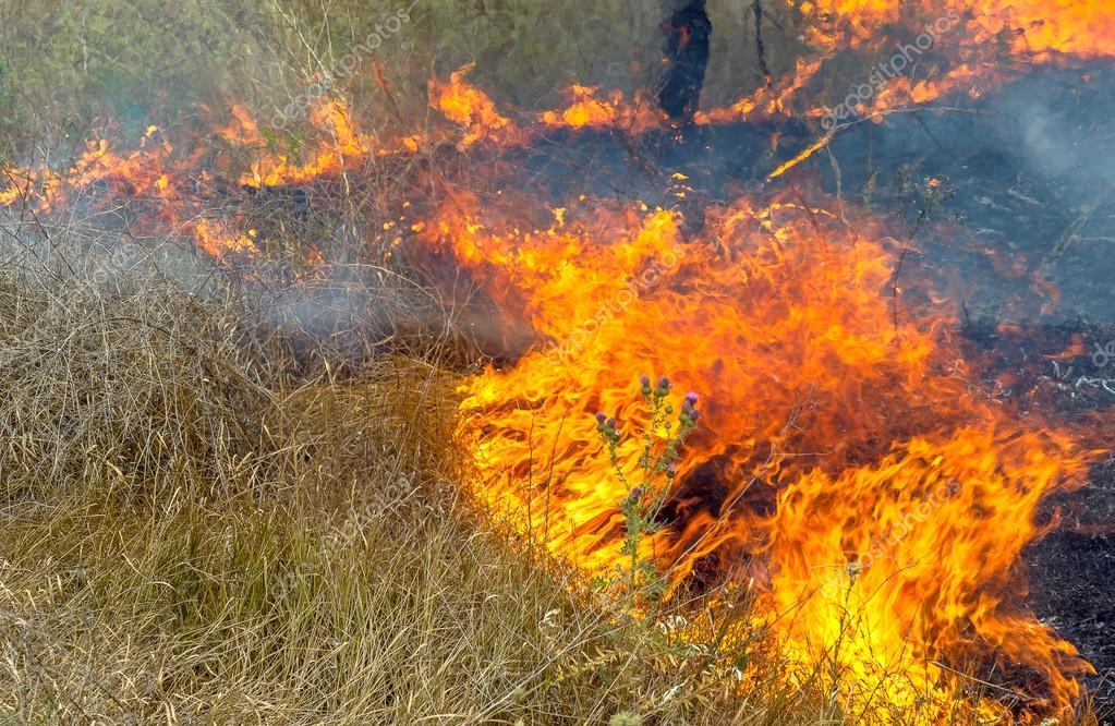 Grave sequía. Los incendios forestales en el viento seco destruyen