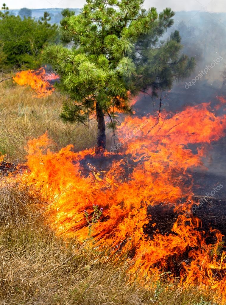 Grave sequía. Los incendios forestales en el viento seco destruyen