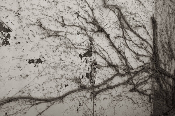 Ancient metal iron gates overgrown with ivy. The old door is hidden under ivy. Abandoned house. The gates have not been opened for a long time and are covered with ivy