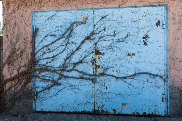 Ancient Metal Iron Gates Overgrown Ivy Old Door Hidden Ivy — Fotografie, imagine de stoc