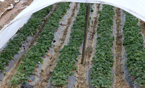 Greenhouse, strawberry plantation. Rows of fresh young natural strawberries in a greenhouse under film in winter