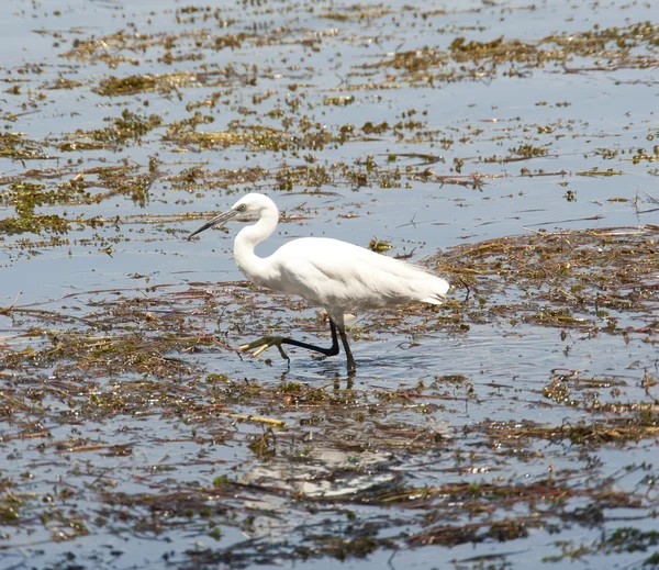 Pequena egret pairando em águas rasas — Fotografia de Stock