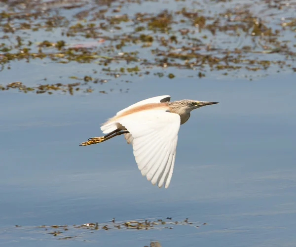 Squacco heron vliegen over ondiep water — Stockfoto