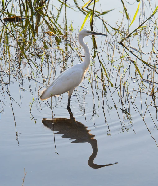 Pequena egret pairando em águas rasas — Fotografia de Stock