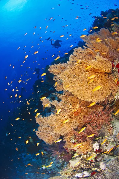 Scuba diver op een tropische rif — Stockfoto
