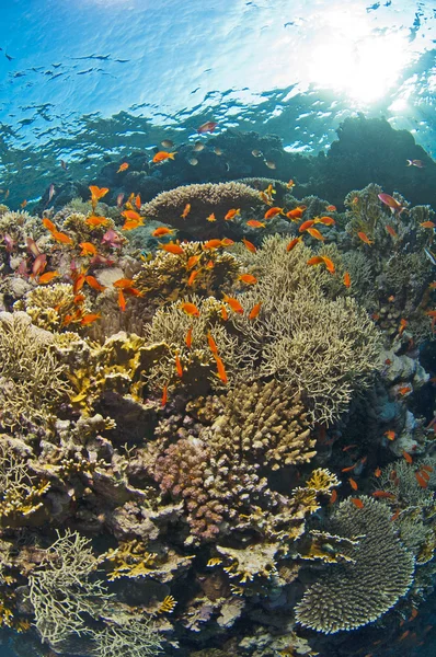 Tropickým korálovým útesem scéna — Stock fotografie