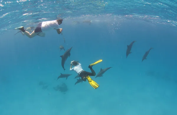 Snorkellers com golfinhos giradores selvagens — Fotografia de Stock