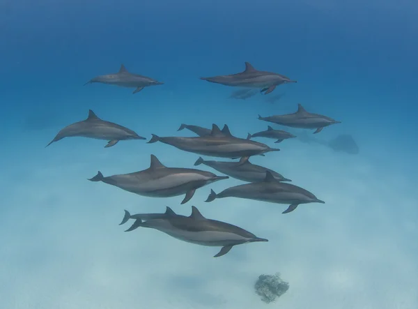 Pod tarczy dzikich delfinów — Zdjęcie stockowe