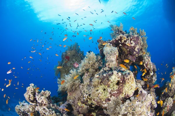 Tropical coral reef scene — Stock Photo, Image