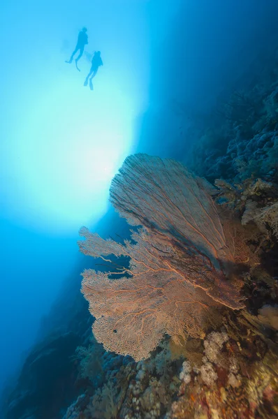 Scuba duikers op een tropische rif — Stockfoto