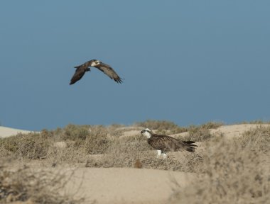 büyük osprey kuşu çalıların durdu