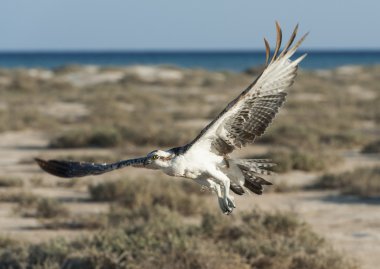 büyük osprey kuş uçuş