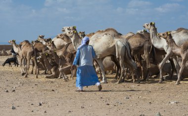 Bedevi tüccar bir Afrikalı deve Market