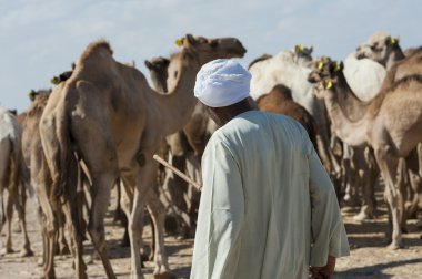 Bedevi tüccar bir Afrikalı deve Market