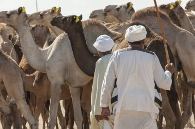 iki Bedevi tüccarlar bir Afrikalı deve Market