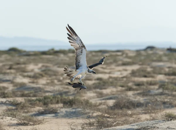 飛行中の大規模な狩猟オスプレイ鳥 — ストック写真