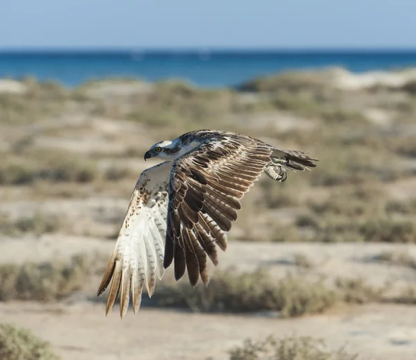 Grande uccello del falco pescatore in volo — Foto Stock