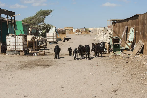 Chèvres dans la rue d'une ville africaine — Photo