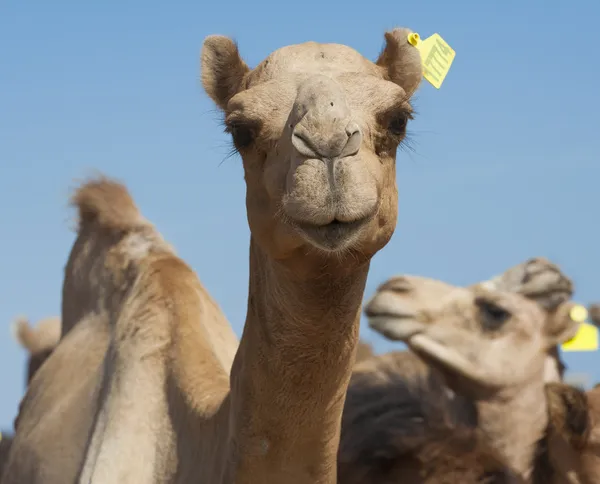 Camelos dromedários em um mercado africano — Fotografia de Stock