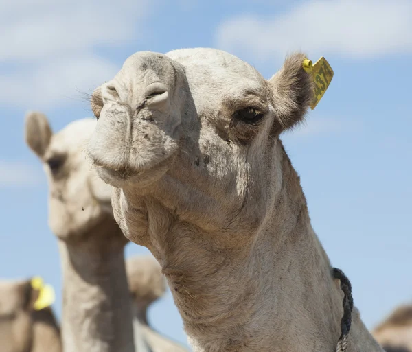 Camellos dromedarios en un mercado africano — Foto de Stock