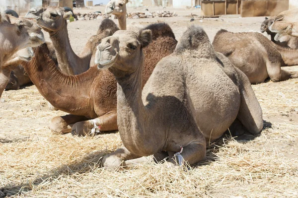 Camellos dromedarios en un mercado africano —  Fotos de Stock