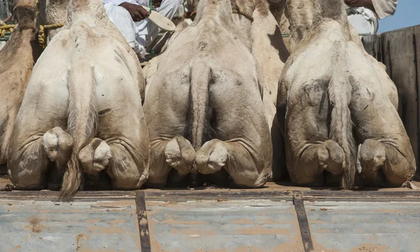 Dromader wielbłądy załadowane na ciężarówki — Zdjęcie stockowe
