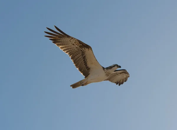 Ψαραετός μεγάλο πουλί κατά την πτήση — Φωτογραφία Αρχείου