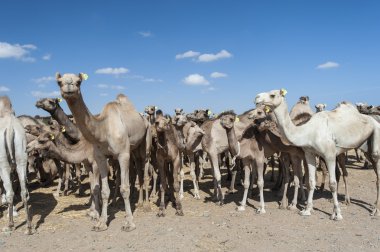 dromedary Develer Afrika Market