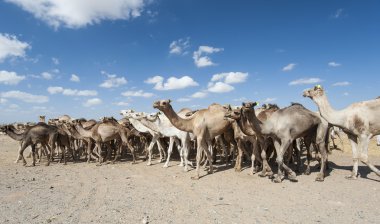 dromedary Develer Afrika Market