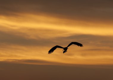 büyük av osprey kuş uçuş gün batımında