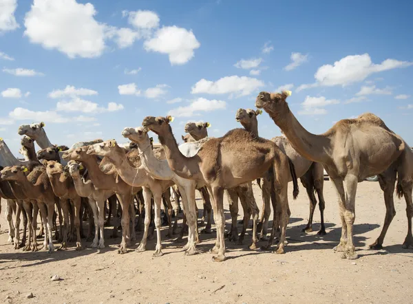 Camellos dromedarios en un mercado africano — Foto de Stock