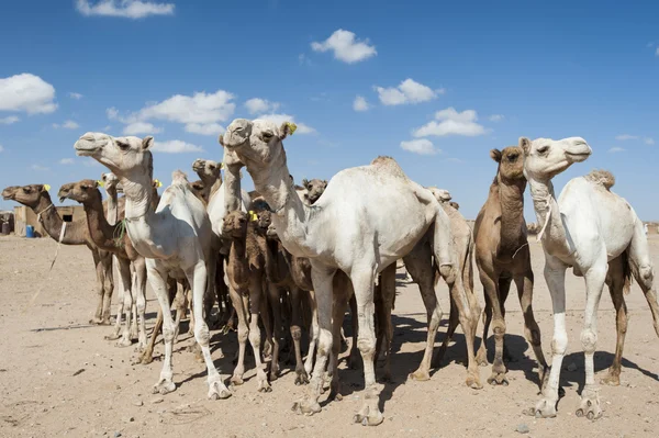 Camelos dromedários em um mercado africano — Fotografia de Stock