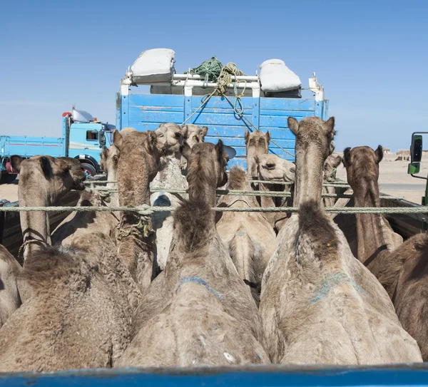 Camellos dromedarios cargados en un camión —  Fotos de Stock