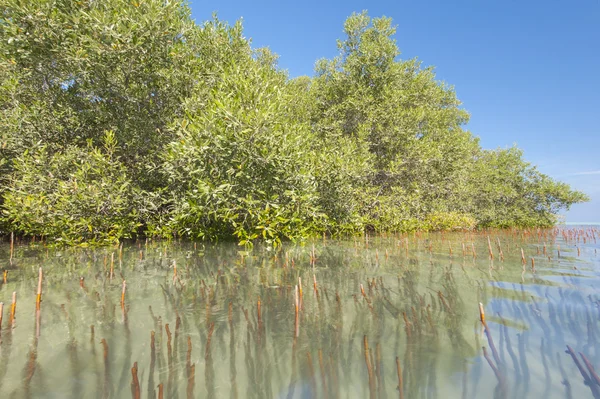 Bílá mangrovovými stromy v blízkosti tropické laguny — Stock fotografie