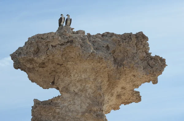 Parę dzikich ospreys położony na skale — Zdjęcie stockowe