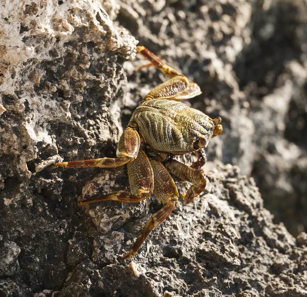 Rote Meeresschwimmkrabbe auf Felsen — Stockfoto