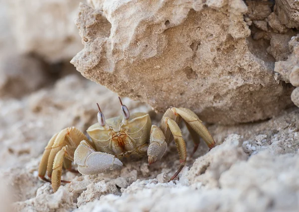 Röda havet ghost krabba under en sten — Stockfoto