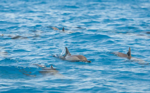 Спиннерные дельфины всплывают в лагуне — стоковое фото