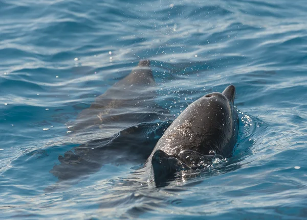 Dauphins fileurs faisant surface dans un lagon — Photo