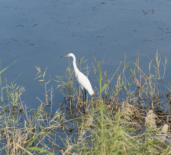 Little egret stood in reeds