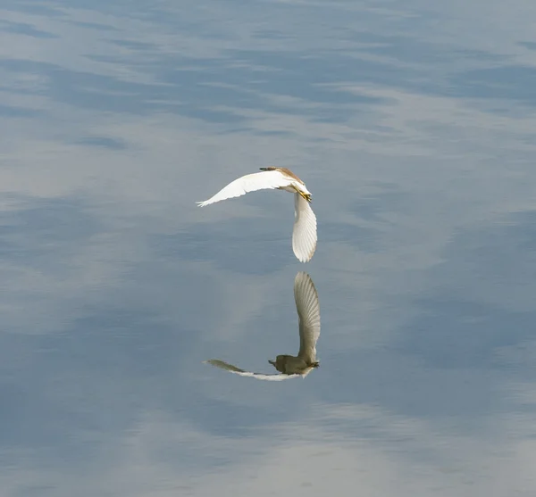 Reiher im Flug über Wasser — Stockfoto