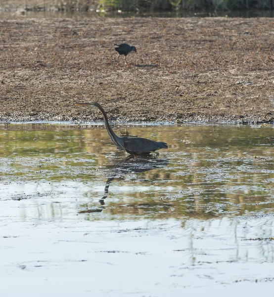 Garza Gris estaba en una orilla del río — Foto de Stock