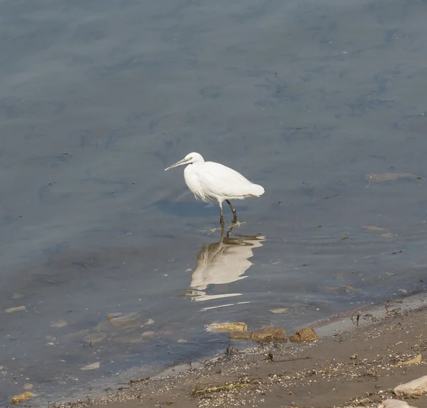 Volavka stříbřitá stál v mělké vodě — Stock fotografie