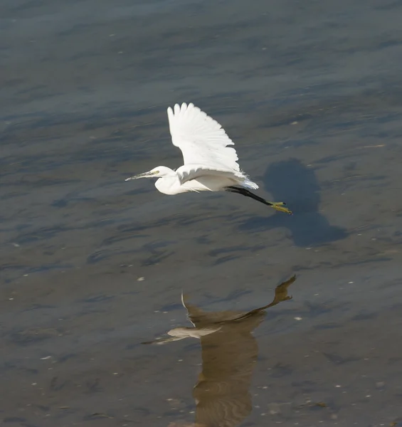 Kleine zilverreiger in vlucht over water — Stockfoto