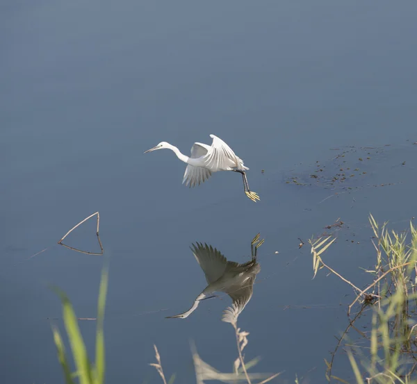 小白鹭的飞行在水中 — 图库照片