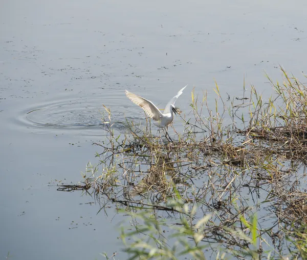 Piccola garzetta che si nutre di riva del fiume — Foto Stock